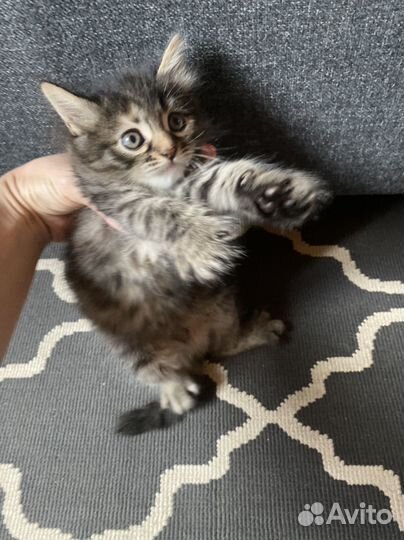 Котята