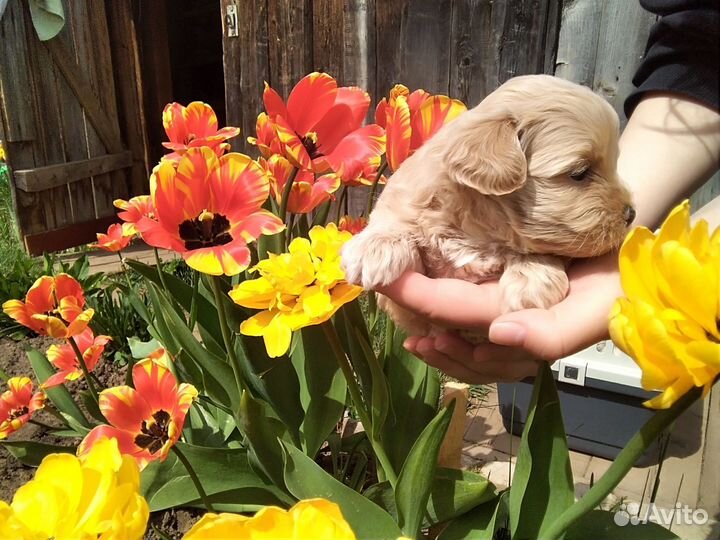 Собака мальтипу