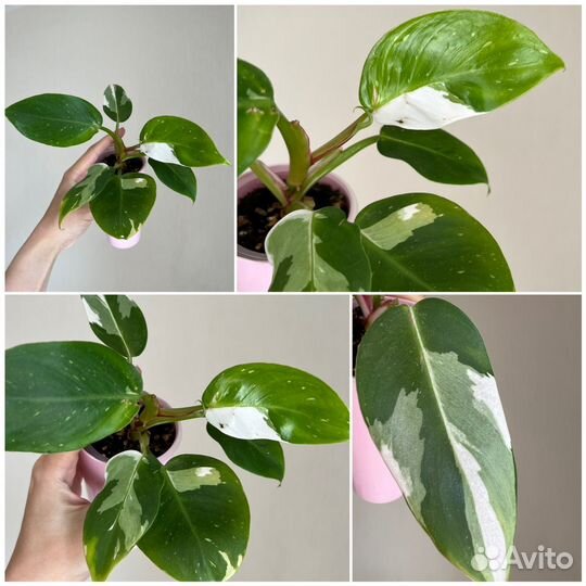Комнатные растения