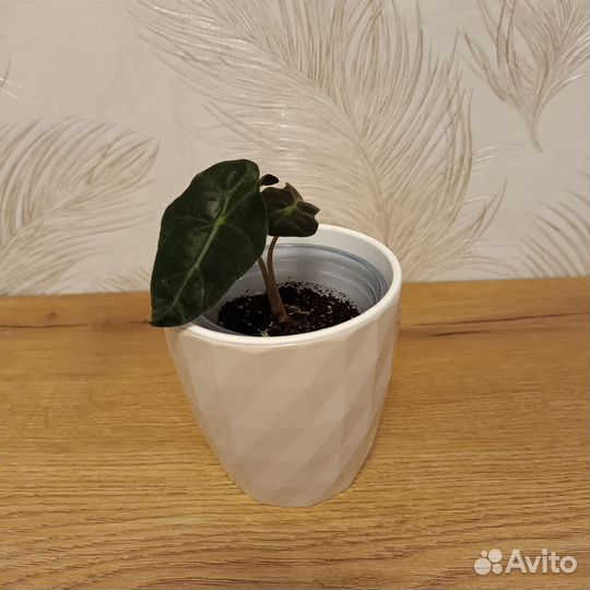 Алоказия полли