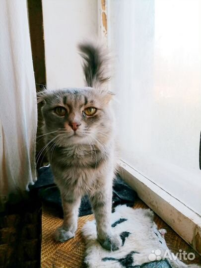 Шотландский вислоухий кот ищет дом