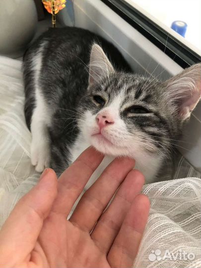 Котят отдам в хорошие руки