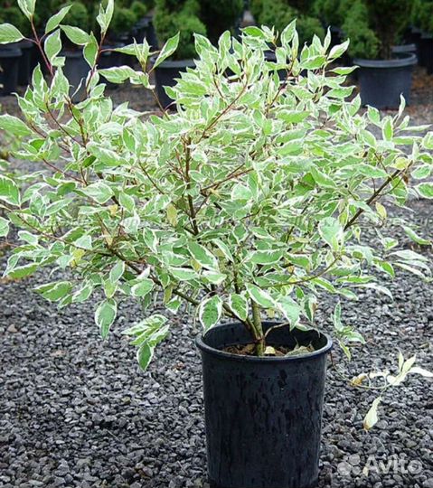 Дерен элегантиссима