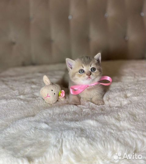 Британские котята