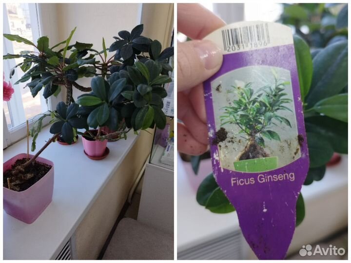 Комнатные цветы