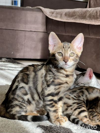 Бенгальские кошки