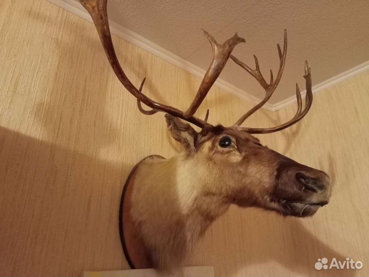 Чучело головы с рогами Камчатского оленя