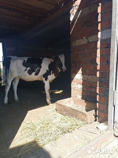 Телёнок 4 месяца, тёлка 1 год