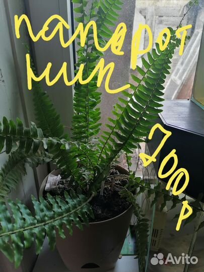 Комнатные цветы