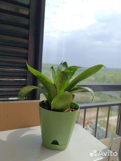 Сансевиерия