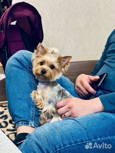 Йоркширский терьер мини девочка