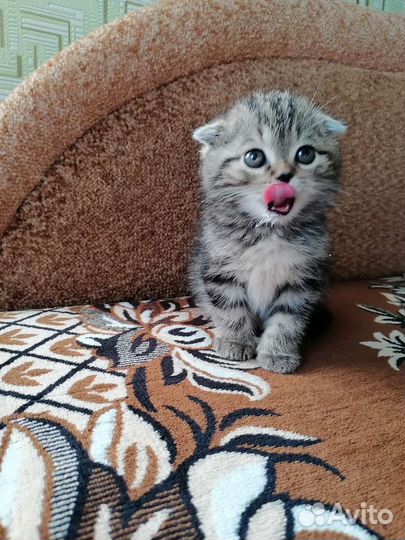 Шотландская