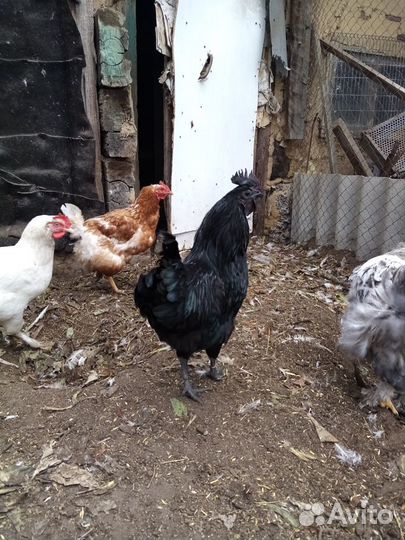 Яйцо инкубационное Ухейилюй