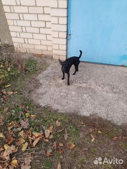 Собака в добрые руки отдам бесплатно