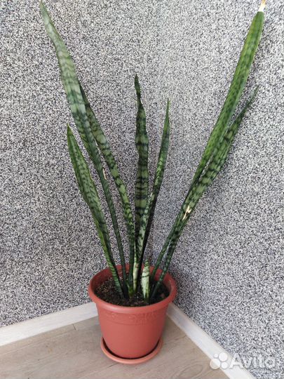 Сансевиерия сортовая