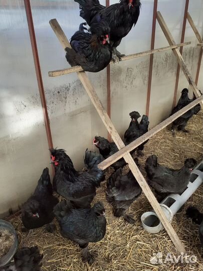 Сибирская махноножка инкубационное яйцо