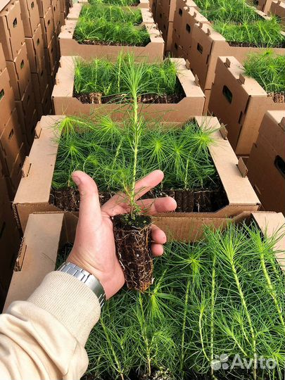 Саженцы ели зкс от производителя