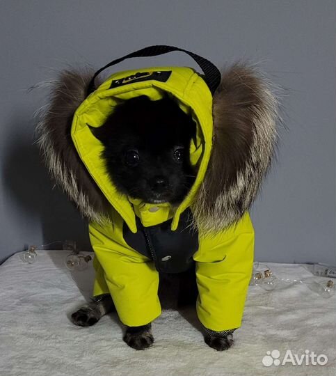 Одежда для собак