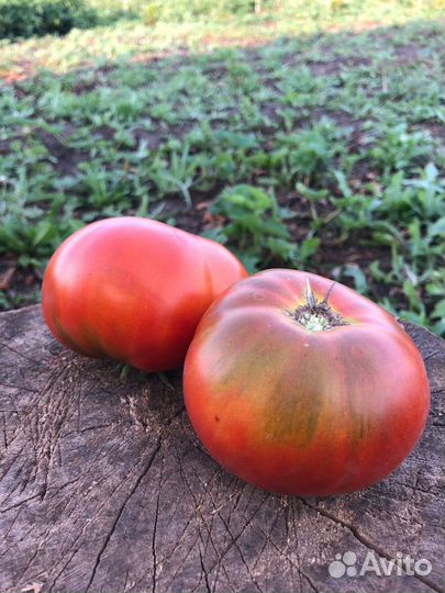 Семена редких томатов - Гномы