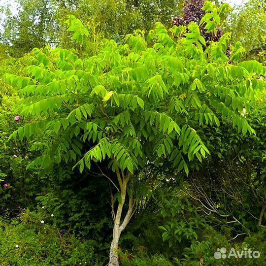 Саженцы Орех Манджурский (Грецкий)