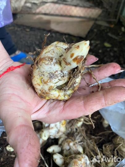 Луковицы лилий оптом. Голландия