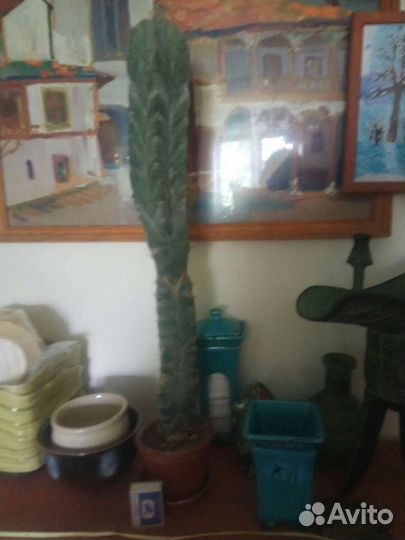 Кактусы-долгожители