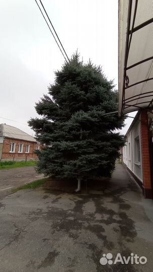 Ель голубая