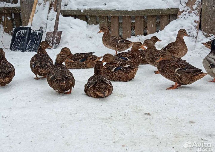 Утки подсадные