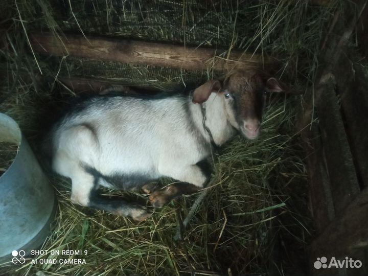 Козел на племя