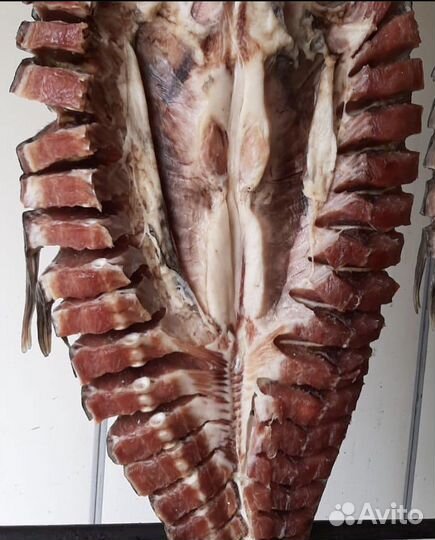 Рыба Толстолоб оптом