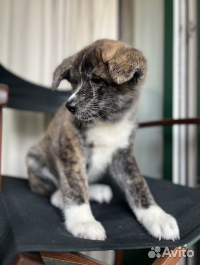 Японская акита ину щенки