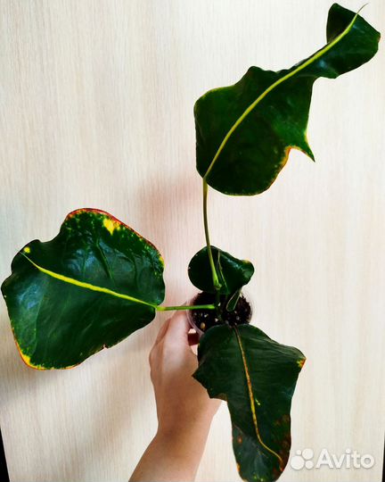 Кротон Tree namtok, Рыжик, Дейзи