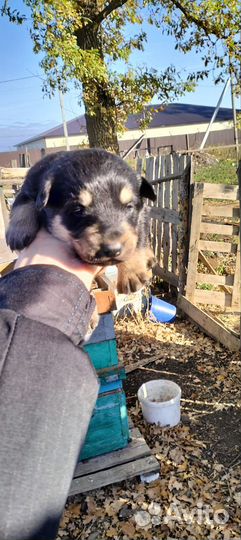 Щенки бесплатно