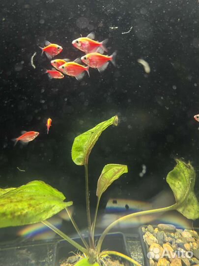 Аквариумные рыбки тернеция, данио, барбусы