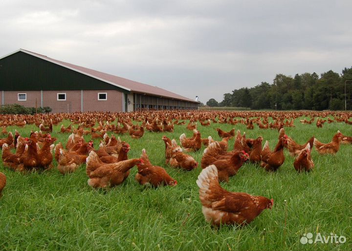 Ломан Браун Молоденькие куры на яйцо Гарантия