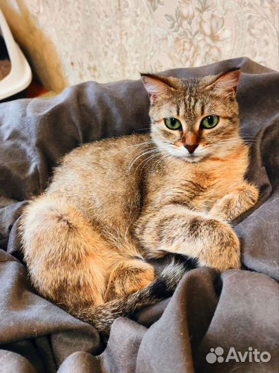 Кошка стерилизованная в добрые руки