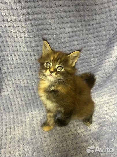 Котята мейн-кун