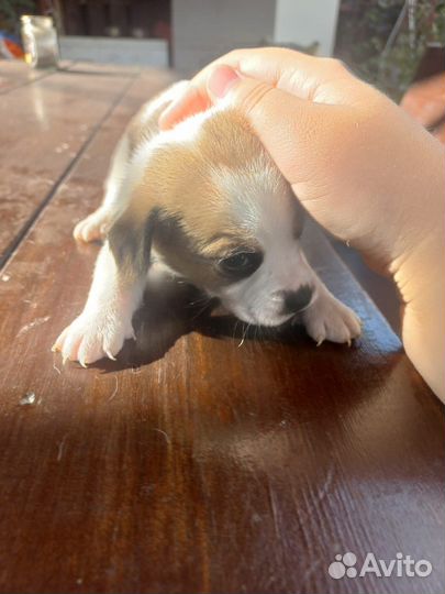 Щенки Бигль в добрые руки