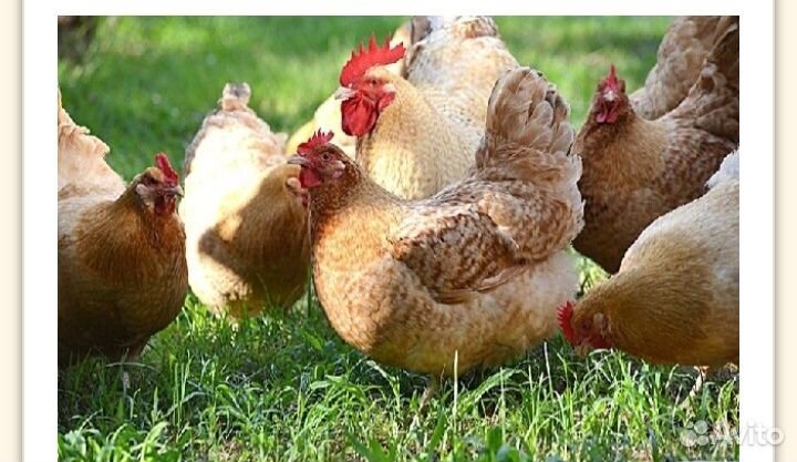 Породные куры-молодки