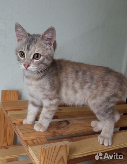 Котик 3 месяца ищет добрых хозяев