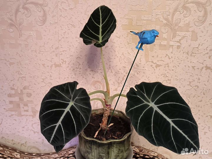 Алоказия блек велюр(вельвет)