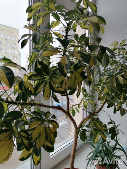 Шефлера