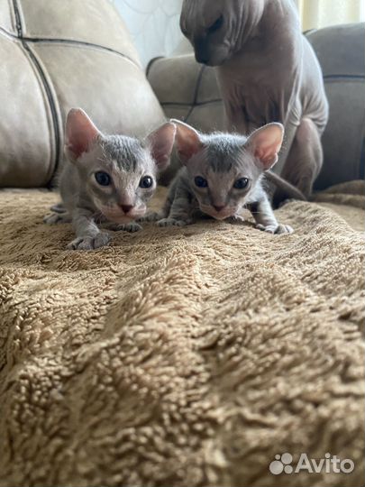 Котята Донского сфинкса