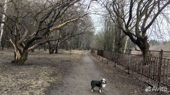 Собака в добрые руки отдам бесплатно