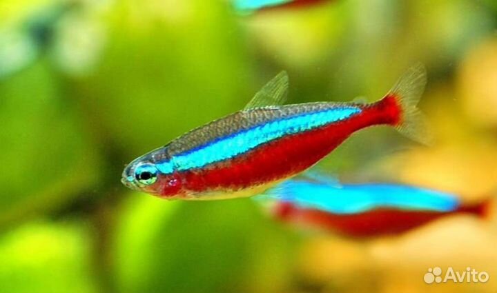 Неоны голубые17черные29красные49 в магазине