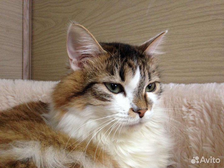 Гостиница для кошек, передержка, котоняня