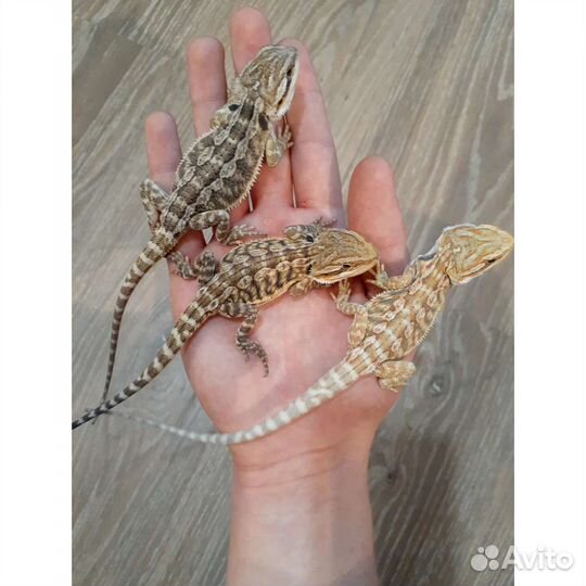 Бородатая агама