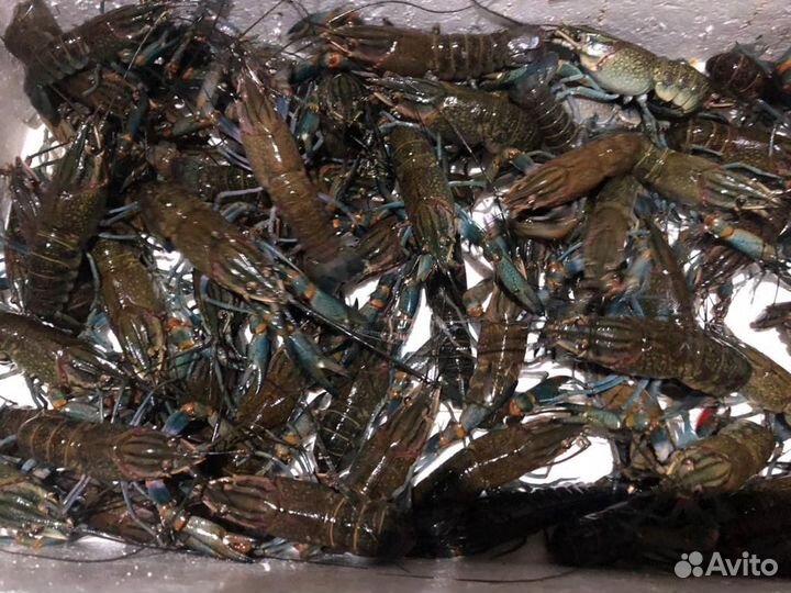 Австралийский красноклешневый рак