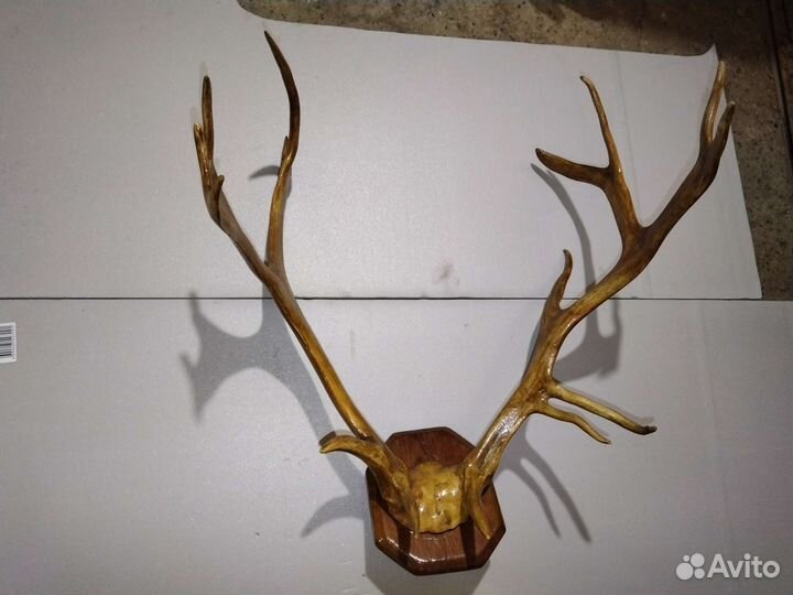 Вешалка. Рога оленя натуральные лак очень красивые