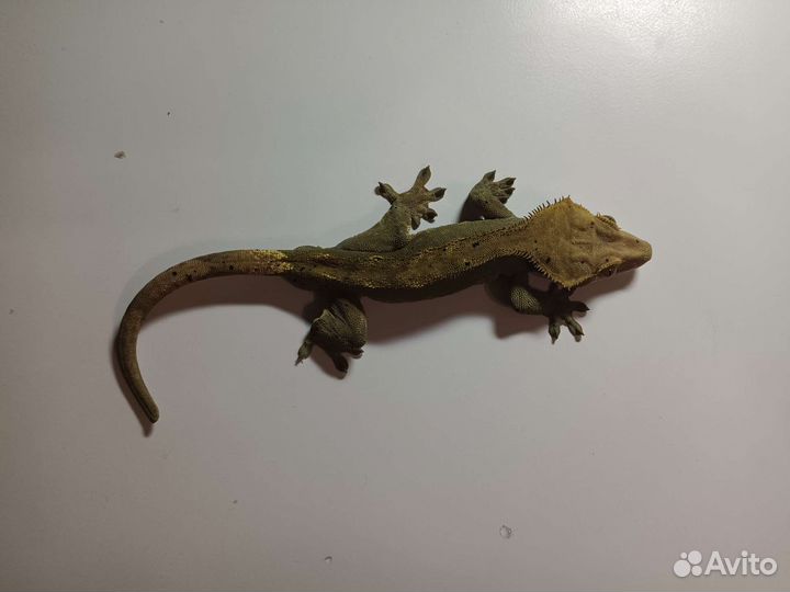 Реснитчатый геккон бананоед взрослый